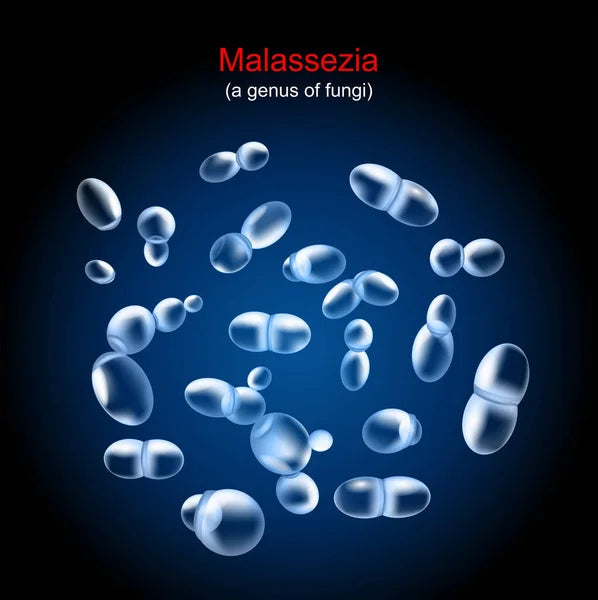 Skin Series - Malassezia (Formerly Known as Pityrosporum)