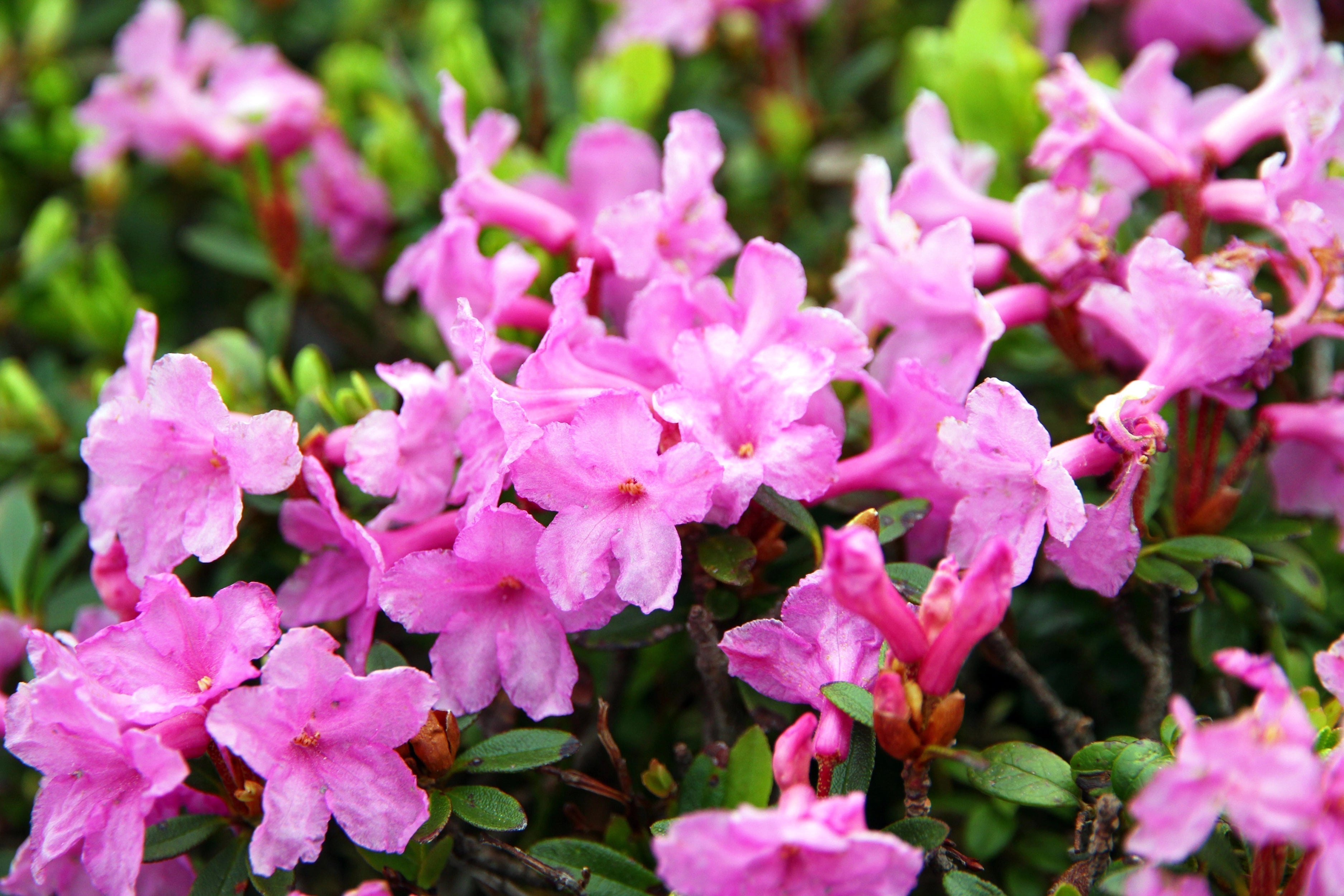 Why We Chose Both Alpine Rose Stem Cells and Alpine Rose Active