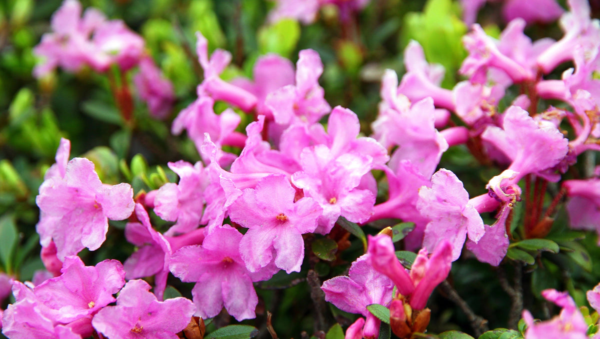 Why We Chose Both Alpine Rose Stem Cells and Alpine Rose Active