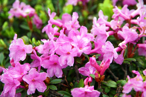 Why We Chose Both Alpine Rose Stem Cells and Alpine Rose Active