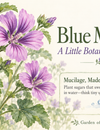 Mucilage: A Funny Name for Something Rather Lovely ~ Blue Mallow Flower