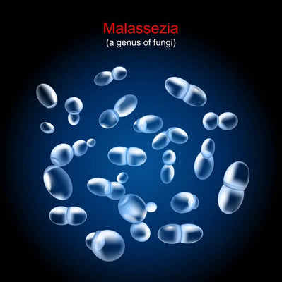 Skin Series - Malassezia (Formerly Known as Pityrosporum)