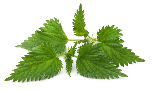 Nettle Leaf Hydrosol Organic