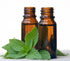 Oregano Pure Essential Oil